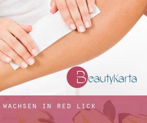 Wachsen in Red Lick